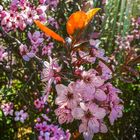 Motivation für die Blumen 