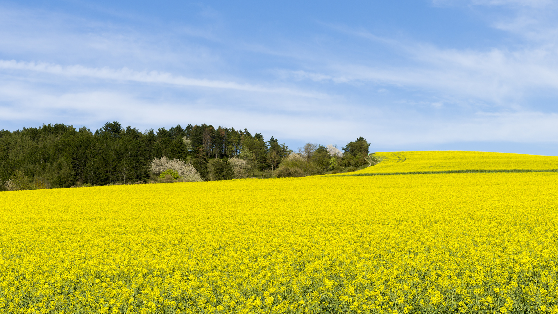 Motivierender Frühling 3