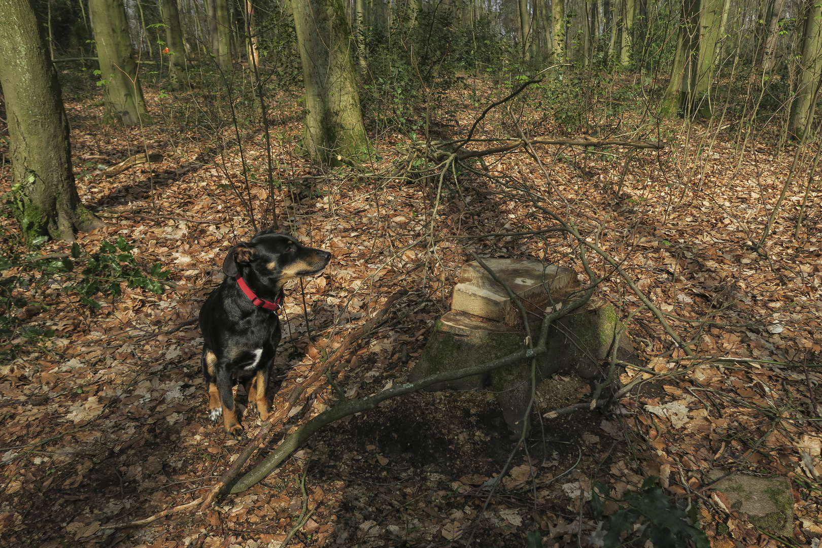 Motivneid?: Hund spielt Baumstumpf!