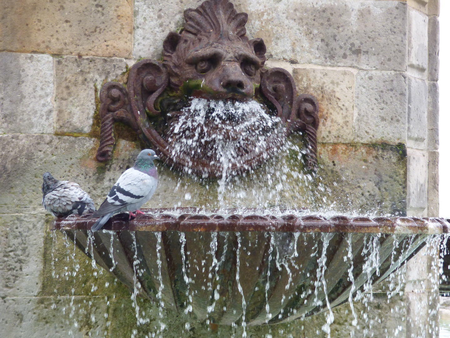 Motivo fuente de don Pelayo, Gijón