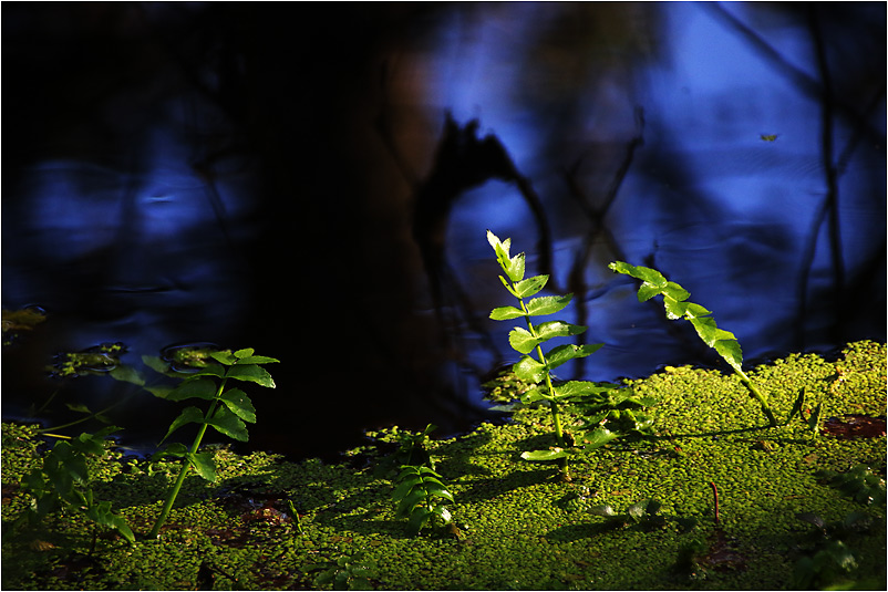 Motivsuche im Wurzacher Ried..........