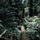 Motivsuche in Borneo - Waldläufer in Kalimantan Timur
