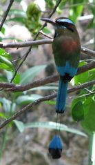 motmot à sourcils bleus