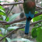 motmot à sourcils bleus