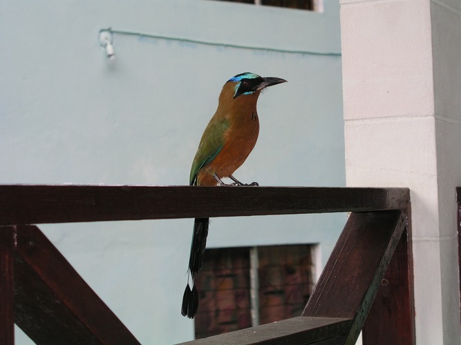 Motmot - Birds of Tobago