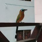 Motmot - Birds of Tobago