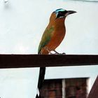 Motmot - Birds of Tobago update