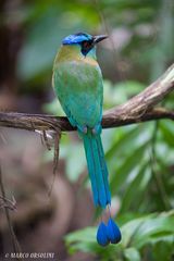 Motmot corona azzurra