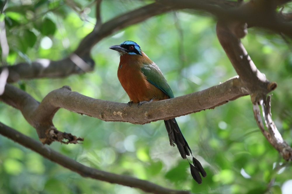 Motmot_2