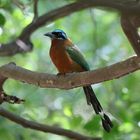 Motmot_2