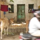 Moto and cow