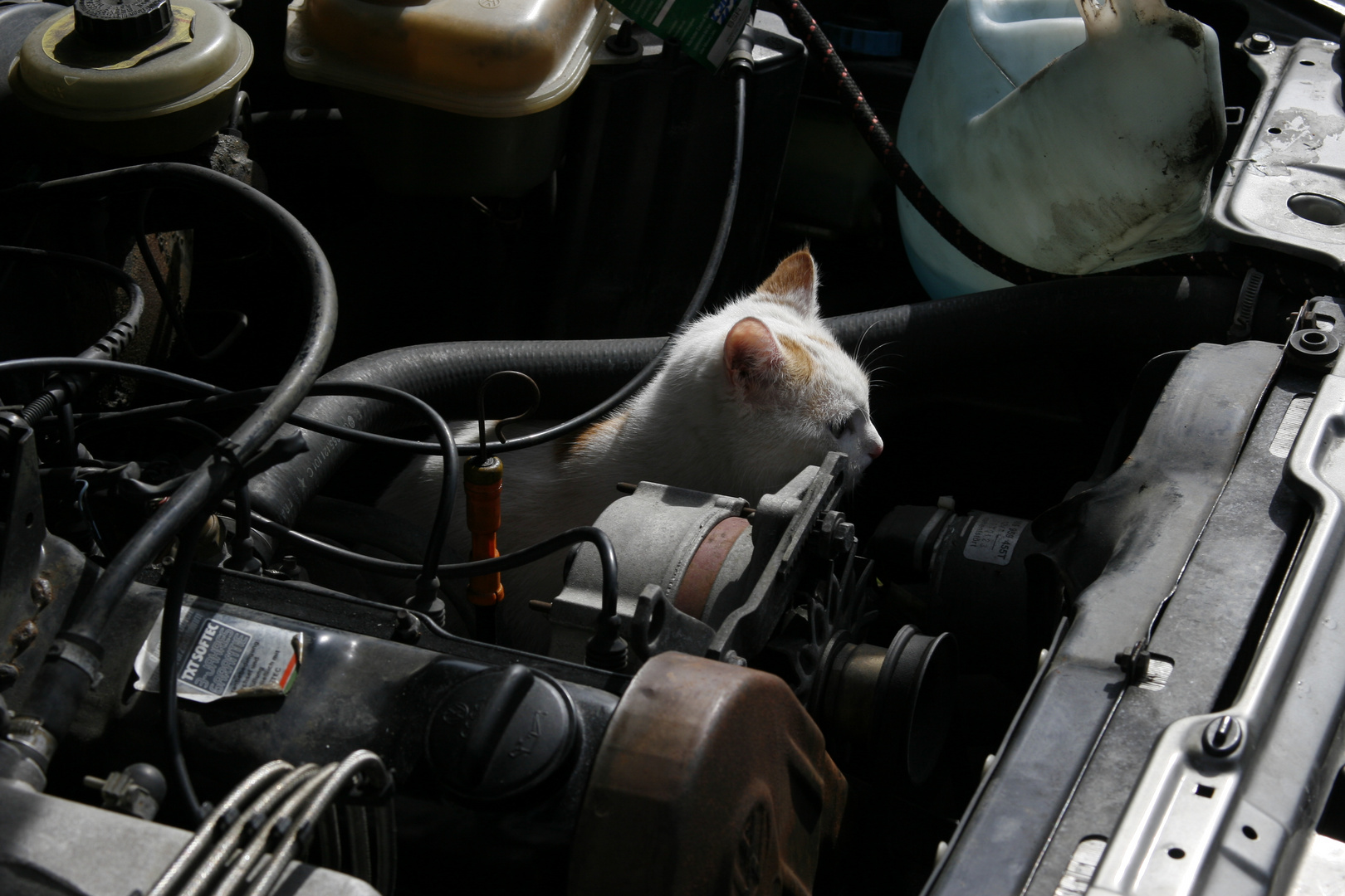 Motor-Cat :-)