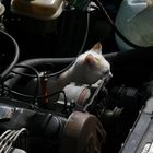 Motor-Cat :-)