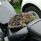 ,,Motorradbraut``