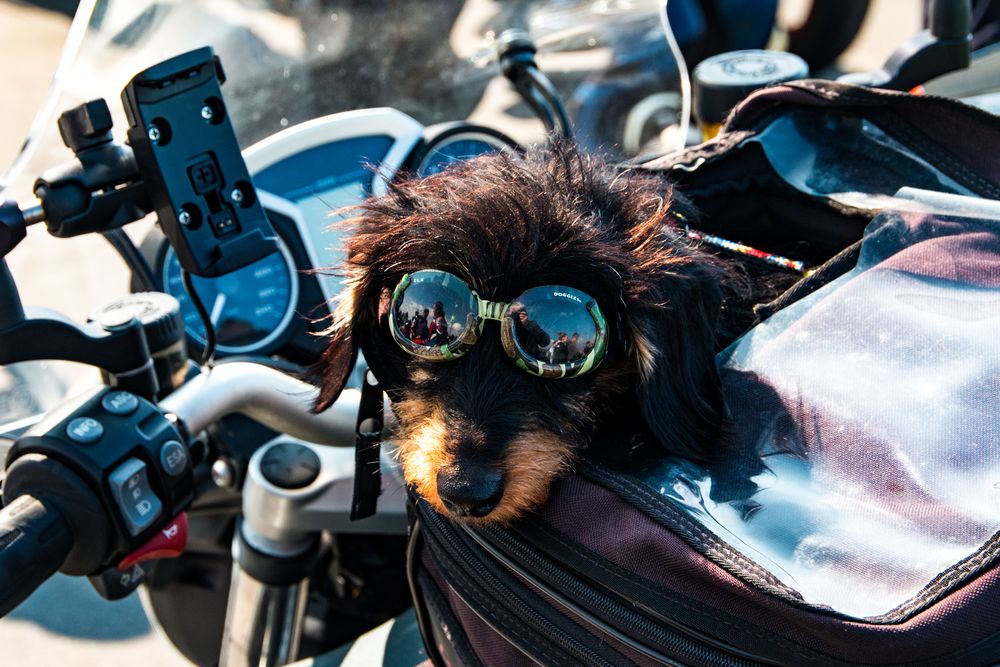 Motorradfahren_ist_schoen Foto & Bild hund, natur, motorrad Bilder auf