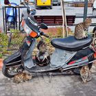Motorroller-Katzen
