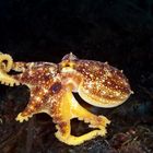 Mototi - Lembeh 2011