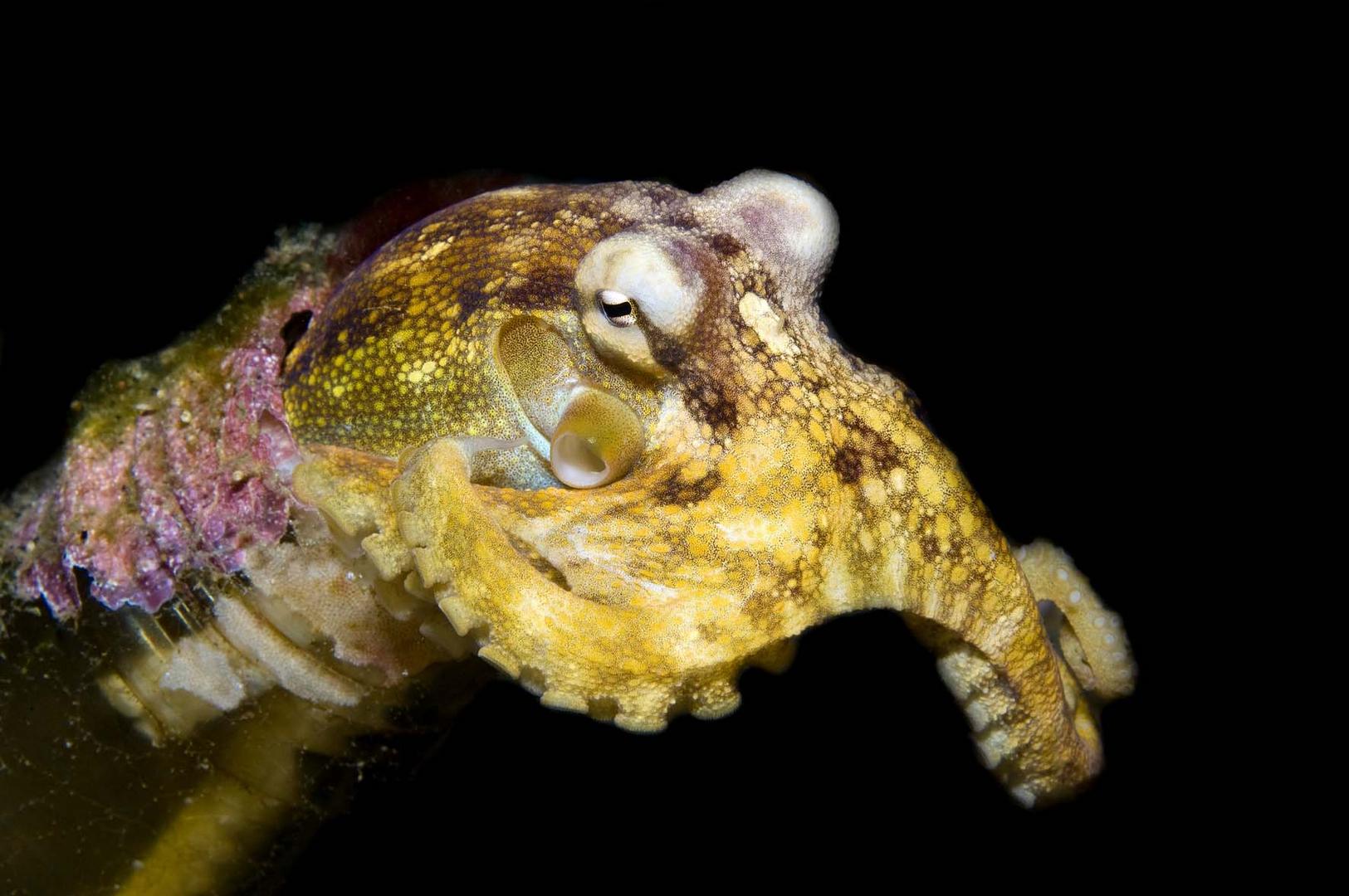 Mototi Octopus