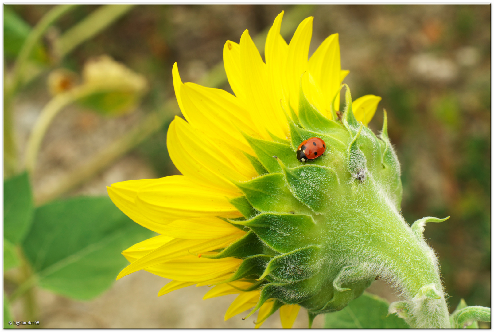 Motschekiebchen auf der Sonnenblume