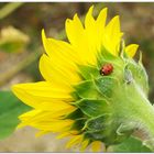 Motschekiebchen auf der Sonnenblume