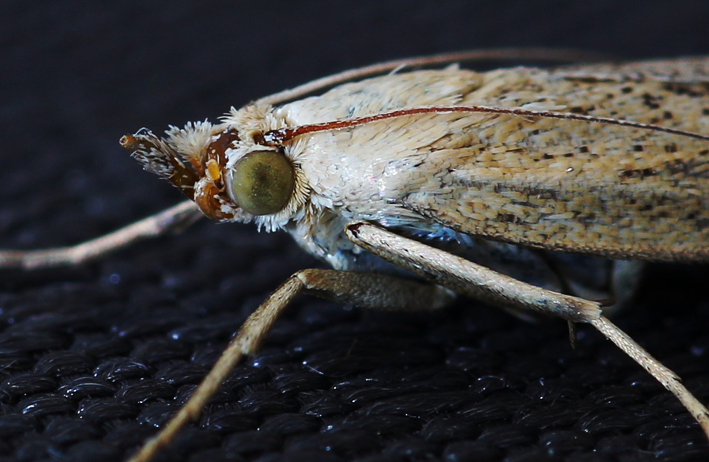 Motte Foto & Bild | makro, natur, insekten Bilder auf fotocommunity