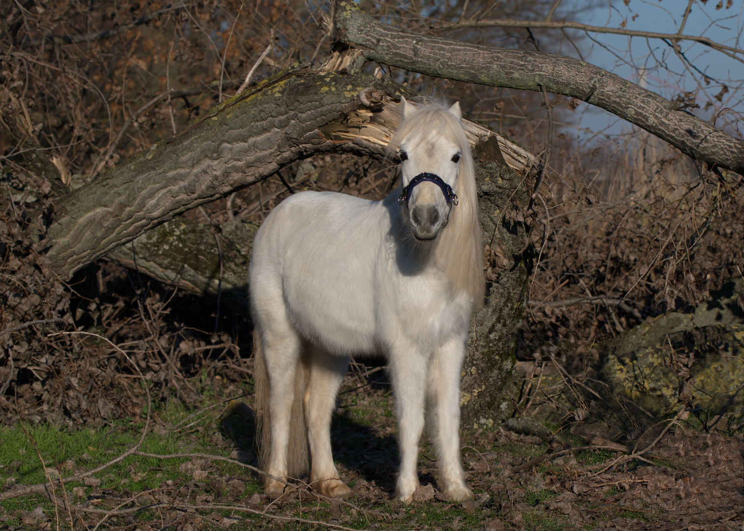 Motte genießt ihr Leben