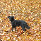 Motte im Herbst