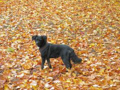 Motte im Herbst