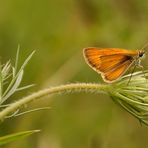 Motte oder Schmetterling?