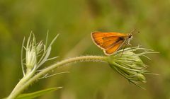 Motte oder Schmetterling?