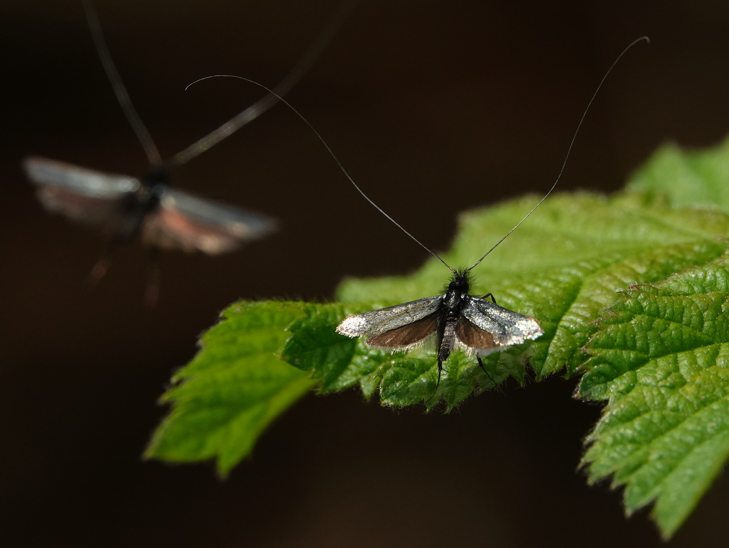 Motten-Duett   Adela reaumurella 