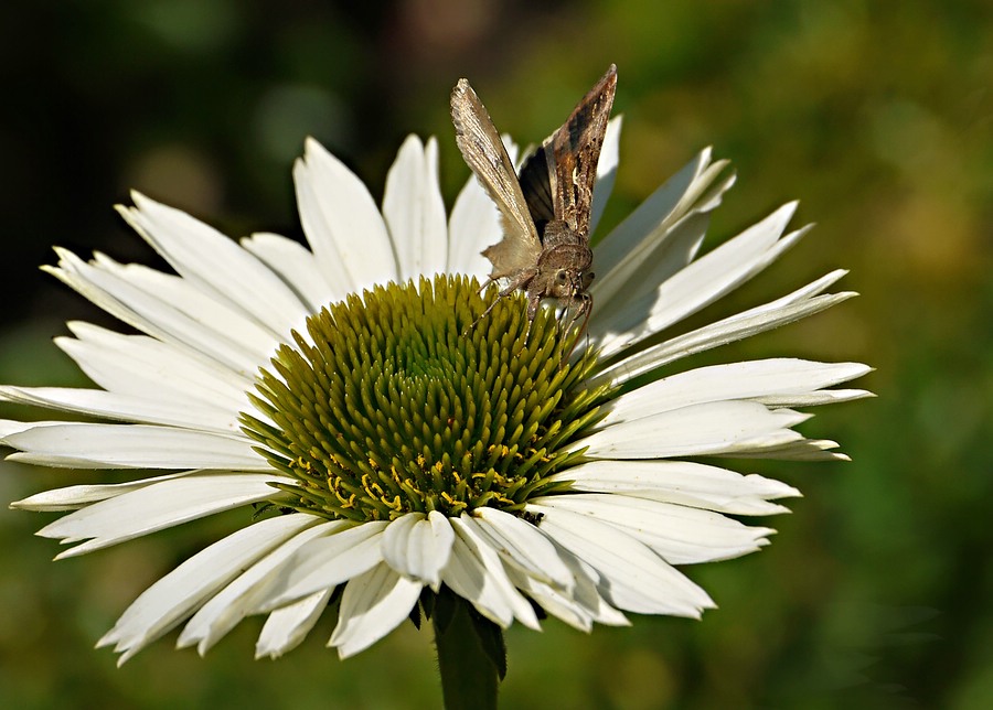 Motten lieben auch Blumen......