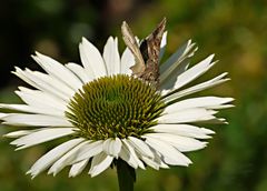 Motten lieben auch Blumen......