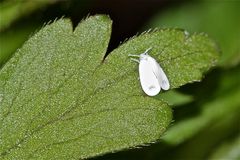 Mottenschildlaus (Trialeurodes vaporiarorum)