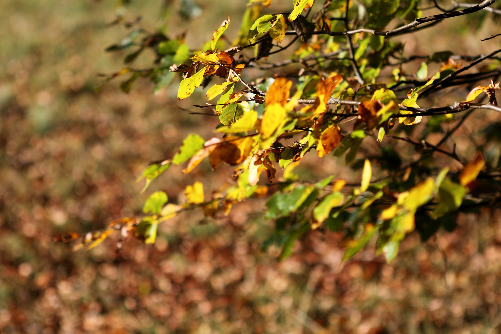 Mottled Leaves