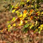 Mottled Leaves