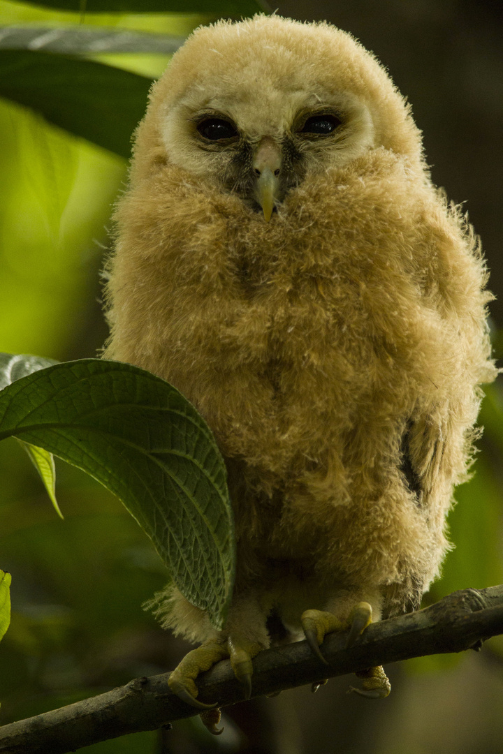 Mottled owl (ciccaba virgata)