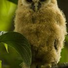 Mottled owl (ciccaba virgata)
