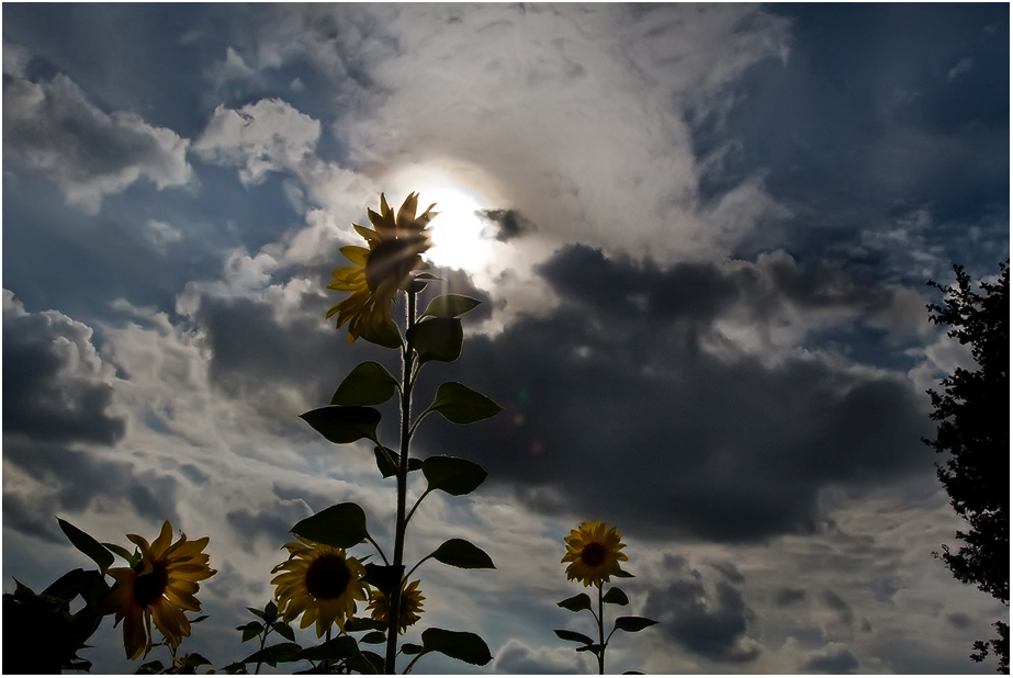 MOTZWOCHE - Sonne in den Blumen