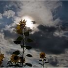 MOTZWOCHE - Sonne in den Blumen