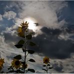 MOTZWOCHE - Sonne in den Blumen