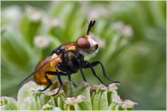 Mouche à barbe, profil