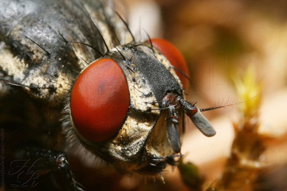 Mouche à damiers