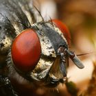 Mouche à damiers