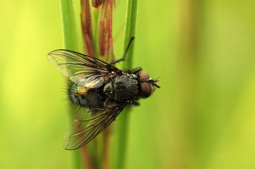 Mouche à ....