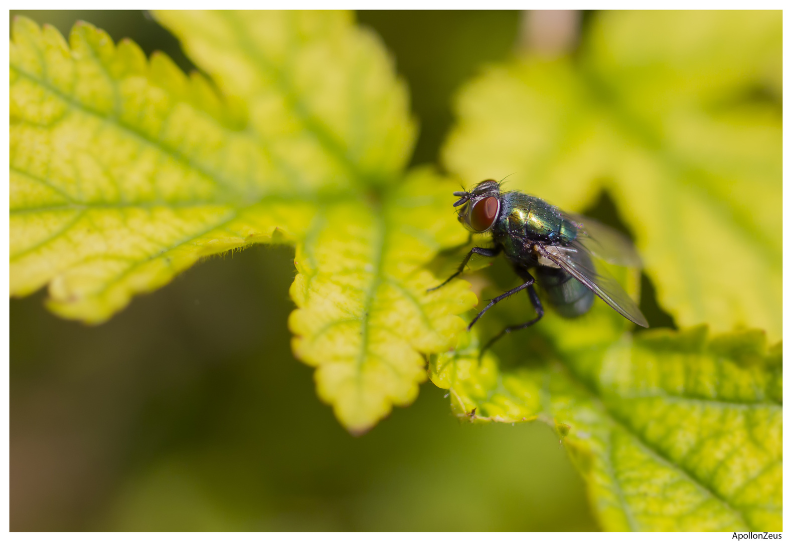 Mouche à merde