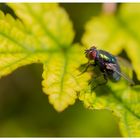 Mouche à merde