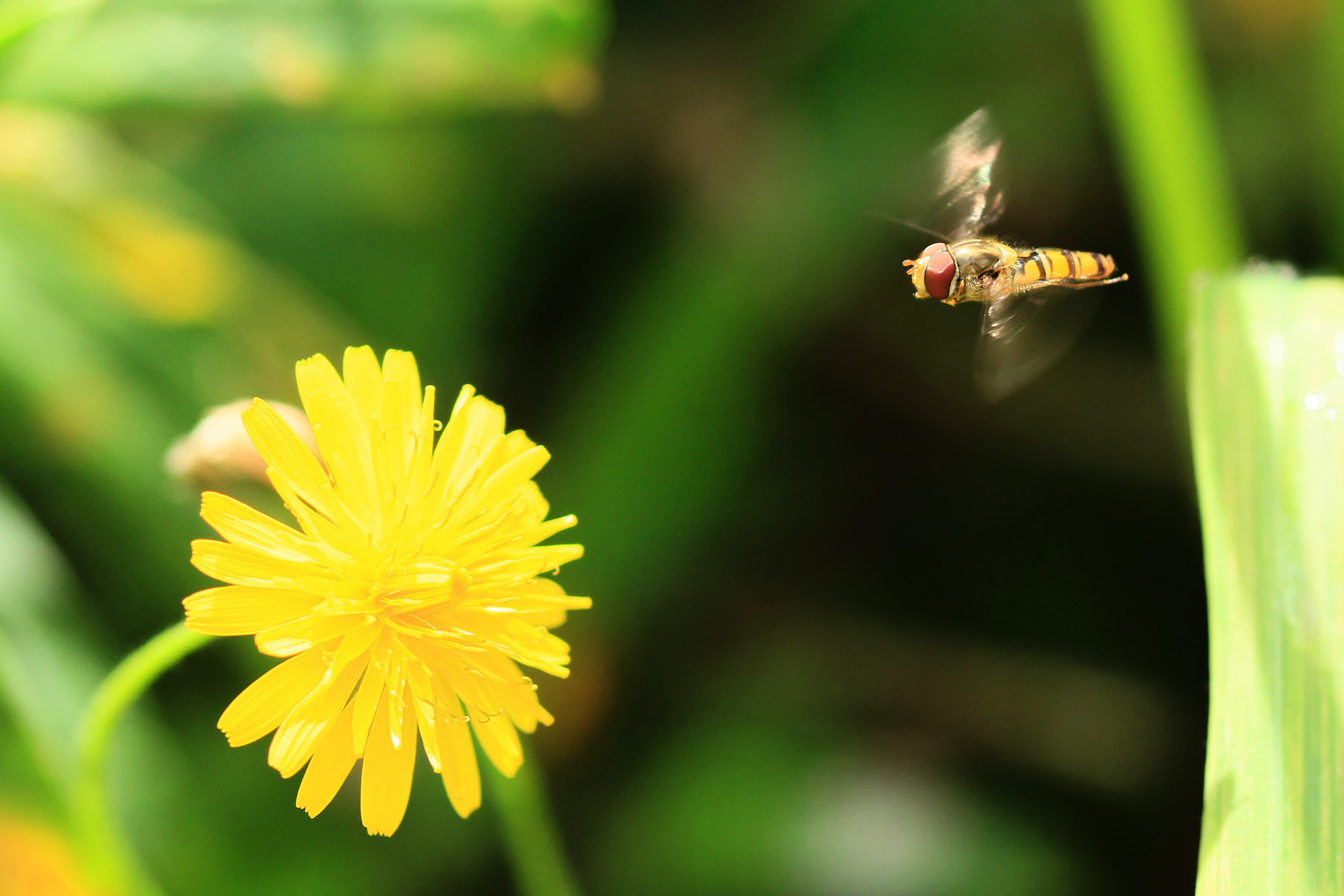 Mouche à miel.