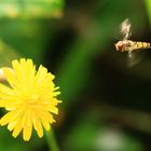 Mouche à miel.