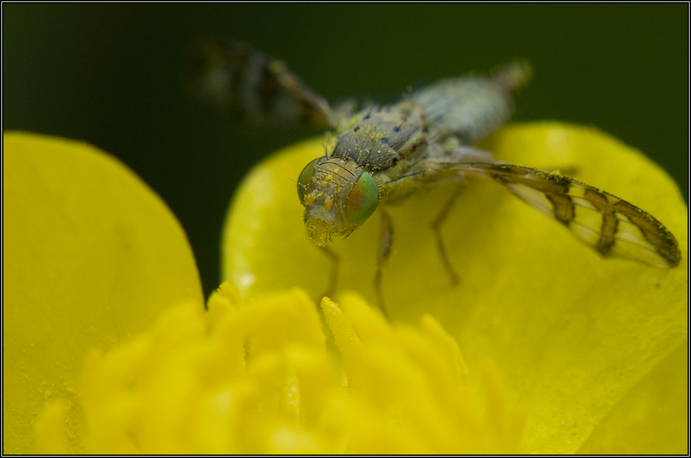 Mouche aux yeux verts